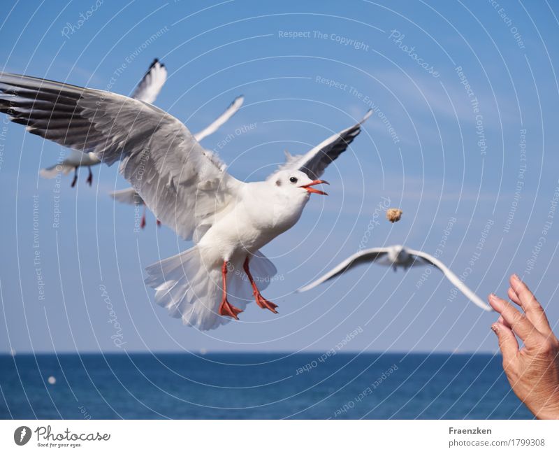 Seagull catches bread in the air Hand Nature Cloudless sky Summer Animal Bird Wing 1 Eating Flying Hunting Delicious Appetite Voracious sea Black-headed gull