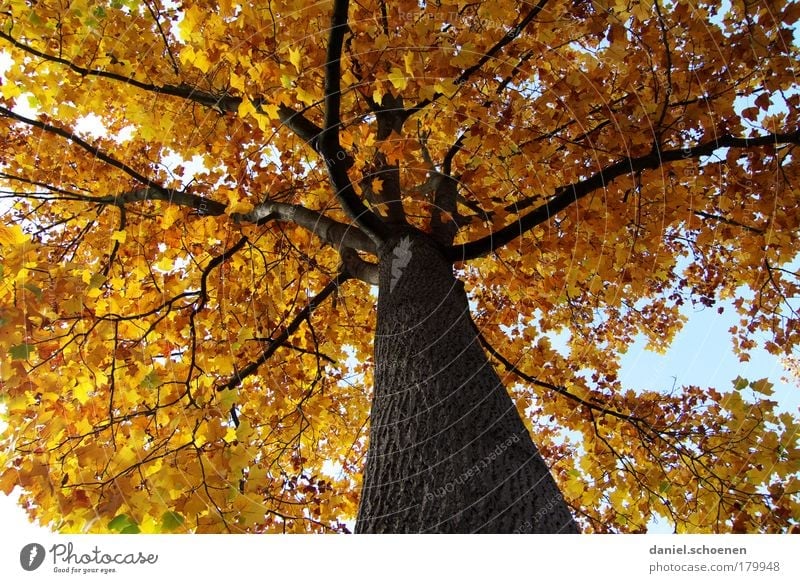 yellow autumn from below Worm's-eye view Environment Nature Plant Autumn Beautiful weather Tree Park Forest Yellow Gold Colour Transience Time