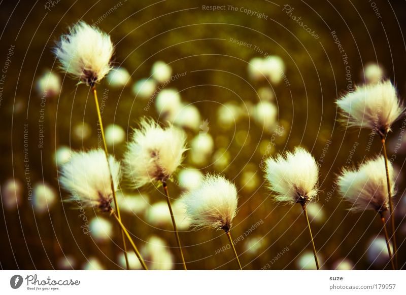Wool on a stick Environment Nature Landscape Plant Weather Grass Meadow Growth Soft Cotton grass Cotton gras meadow Colour photo Close-up Deserted