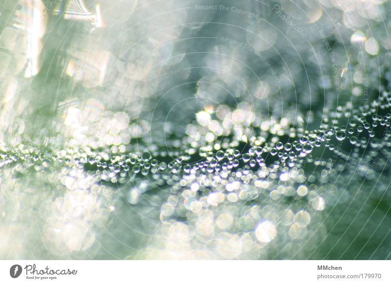 LightPearls Colour photo Macro (Extreme close-up) Copy Space left Copy Space top Copy Space bottom Morning Reflection Water Drops of water Net Catch Glittering
