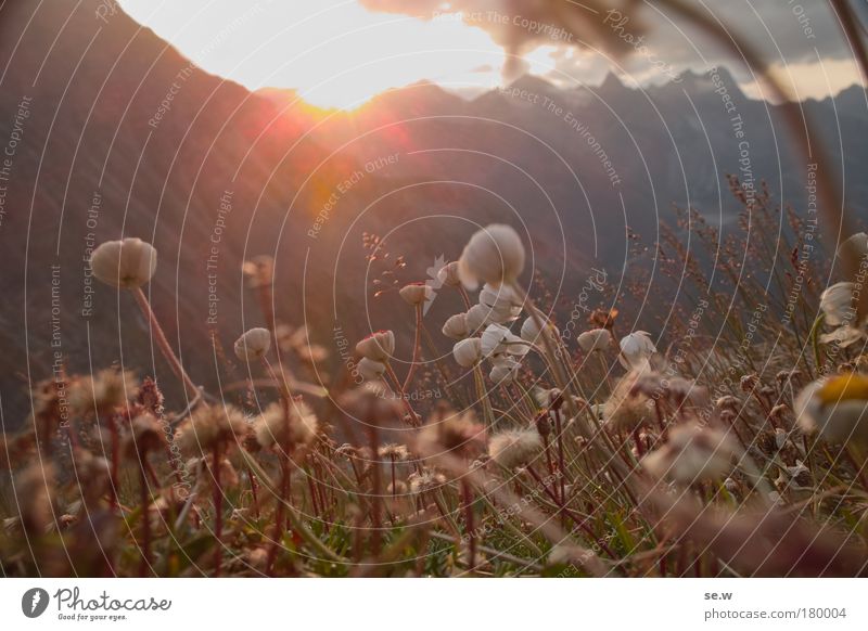 sun worshippers Colour photo Deserted Sunrise Sunset Back-light Worm's-eye view Plant Sunlight Summer Beautiful weather Flower Grass Blossom Alps Mountain Touch
