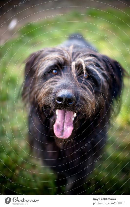 strolch Nature Animal Pet Dog Animal face Pelt 1 Wait Movement Colour photo Exterior shot Deserted Day Shallow depth of field Animal portrait Front view Looking