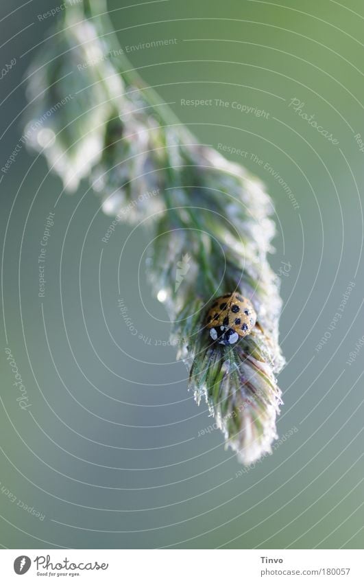 Good morning! Good morning! Colour photo Exterior shot Close-up Copy Space left Morning Dawn Light Blur Nature Plant Animal Grass Wild plant Beetle 1 Cold Wet