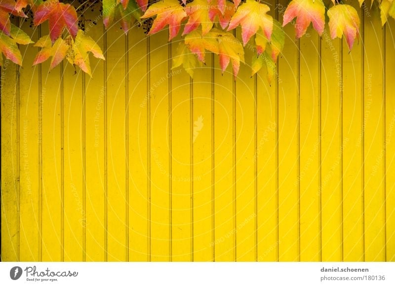 yellow autumn vertical Multicoloured Copy Space left Copy Space right Copy Space bottom Copy Space middle Autumn Ivy Leaf Wall (barrier) Wall (building) Facade