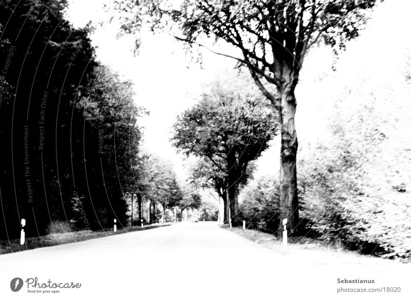 Straight ahead, behind the curve comes color Country road Tree Edge of the forest Niederrhein Black & white photo