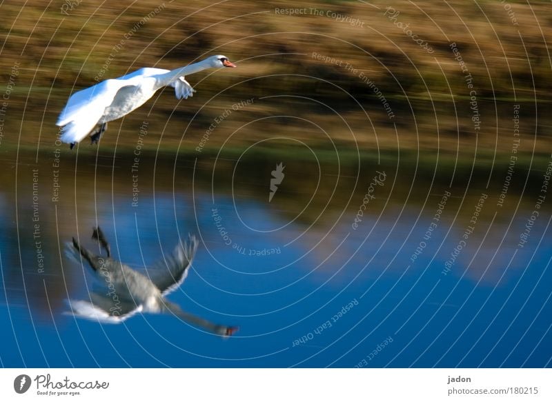 approach Exterior shot Morning Reflection Animal portrait Swan Wing 1 Observe Flying Fantastic Gigantic Blue Power Beautiful Esthetic Movement River Water