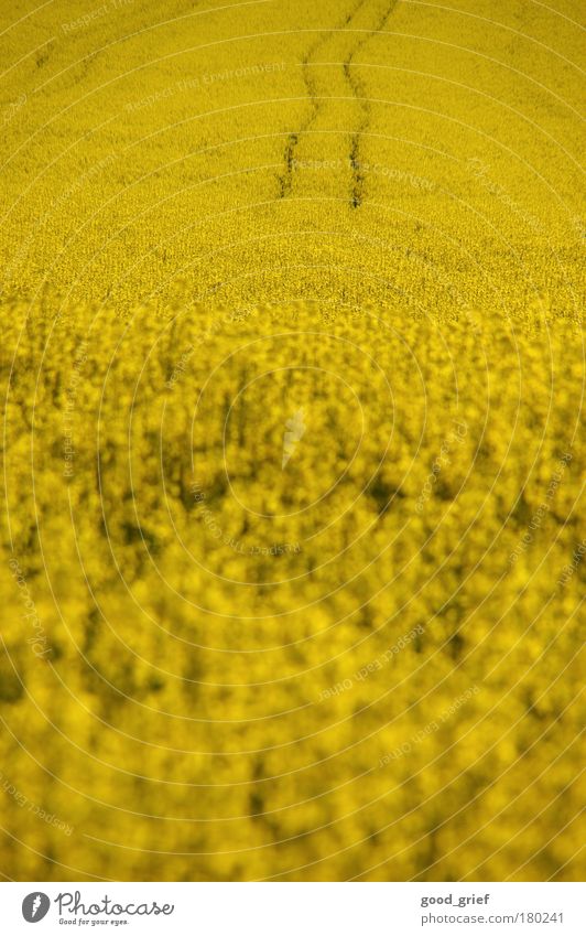 sprit instead of bread Colour photo Exterior shot Deserted Copy Space top Day Light Blur Food Cooking oil Plant Animal Flower Foliage plant Thrifty Canola Field