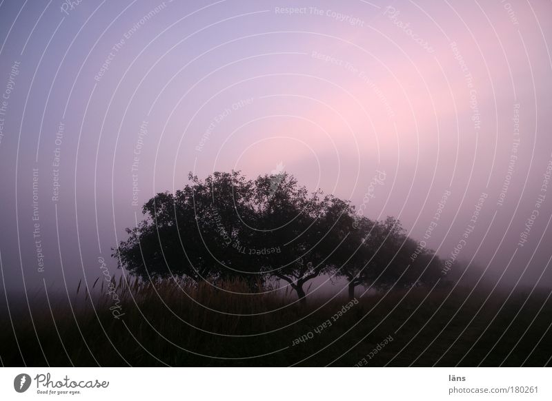 A new day Nature Landscape Plant Elements Sky Fog Tree Field Haze Apple tree Moody Colour photo Exterior shot Deserted Copy Space top Morning Dawn Light Shadow