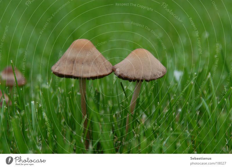 Welcome in my mushroom Twin Meadow Green Plant Hat Mushroom Lawn