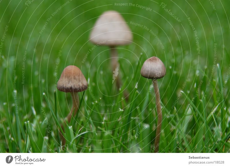 Welcome in my mushroom #2 Twin Meadow Mushroom drillings exclusion Single parent