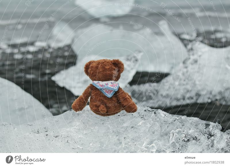 Teddy Per in Iceland (2) Vacation & Travel Adventure Ocean Nature Climate change Glacier Coast ecology parlour glacial lake Glacier ice Toys Teddy bear Discover