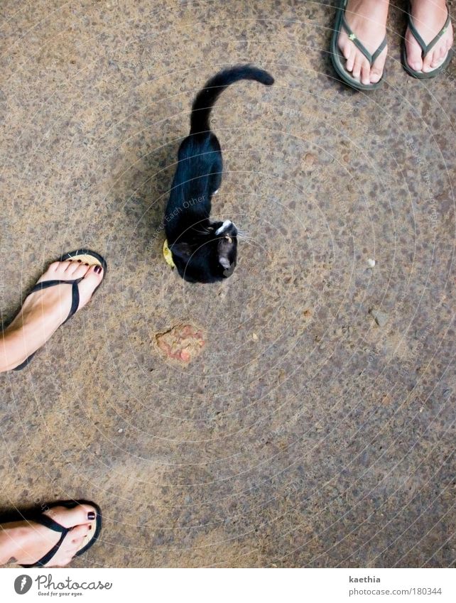 surrounded! Summer Feminine Feet 2 Human being Flip-flops Cat 1 Animal Observe Rotate Discover Looking Stand Happiness Natural Curiosity Under Love of animals