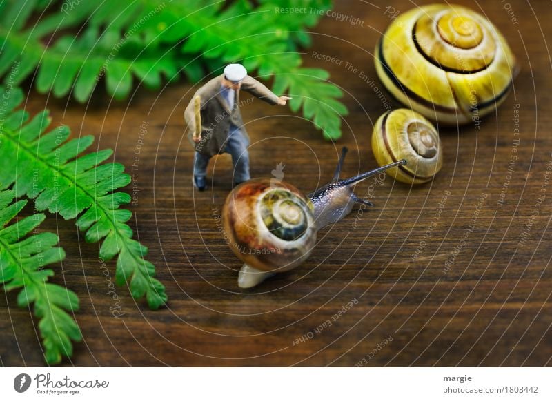Miniwelten - Go to the others immediately! Human being Masculine Man Adults 1 Leaf Animal Wild animal Snail 3 Brown Yellow Green Snail shell Spiral Feeler Stick
