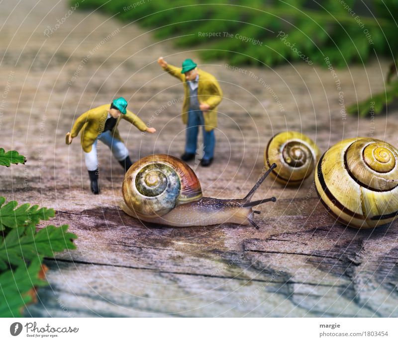 Miniwelten - Snail breeding Human being Masculine Man Adults 2 Plant Leaf Animal Pet 3 Hunting Scream Yellow Green Fern Spiral Figure Square Snail shell Crumpet