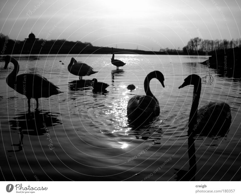 Swanning around Black & white photo Exterior shot Deserted Day Silhouette Reflection Back-light Nature Landscape Animal Water Sky Lakeside Pond Swan Lake