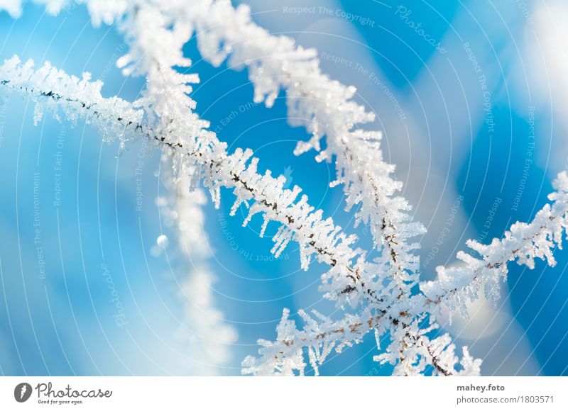 winter magic Winter Ice Frost Glittering Exceptional Bright Cold Blue White Bizarre Transience Ice crystal Background picture Natural phenomenon Hoar frost