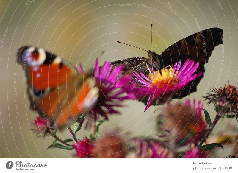 two butterflies Colour photo Exterior shot Macro (Extreme close-up) Neutral Background Day Shallow depth of field Central perspective Animal portrait Front view