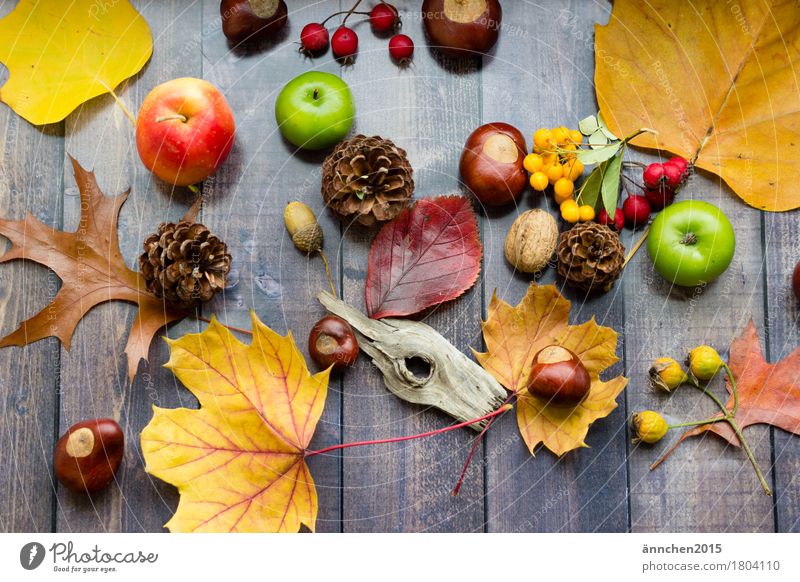 autumn collection Multicoloured Autumn Seasons Yellow Orange Red Green Collection Accumulate Passion Wood Cone Rose hip Chestnut Acorn Berries Apple Search