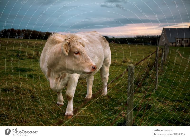 Cow in the pasture Agriculture Forestry Environment Nature Landscape Horizon Sunrise Sunset Grass Meadow Field Hill Coast Ocean Animal Farm animal 1 Fence