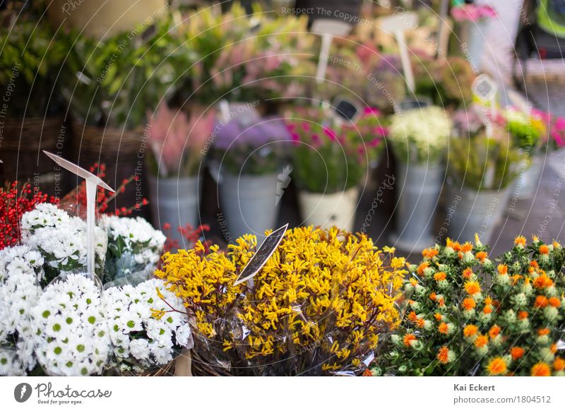 Flowers on the market Münster Bouquet Esthetic Fresh Beautiful Yellow Green Happy Contentment Spring fever Colour Serene Nature photocase Markets Autumn