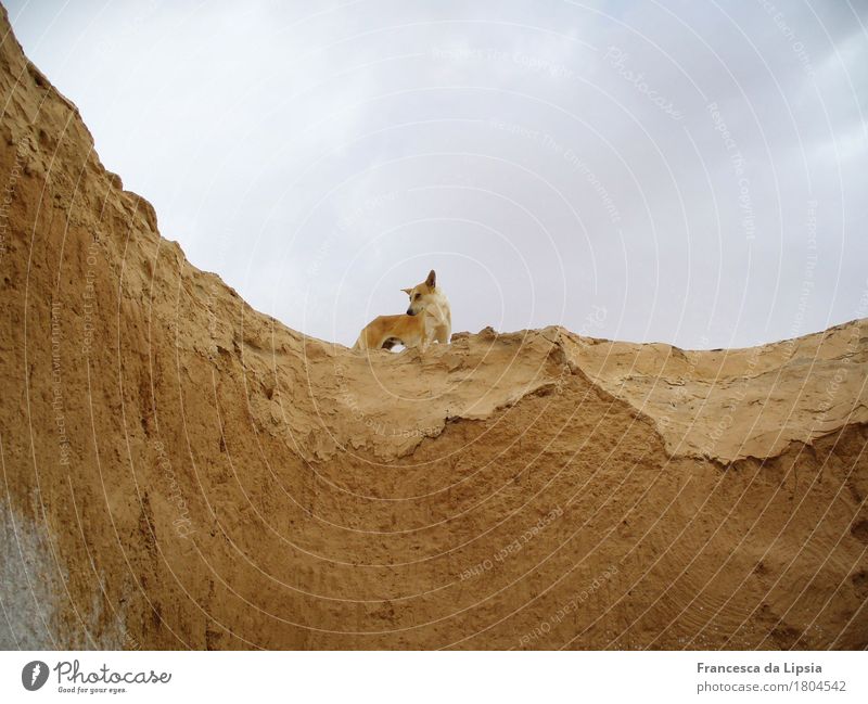 desert dog Deserted Wall (barrier) Wall (building) Tourist Attraction Pet Dog 1 Animal Observe Hunting Wait Simple Curiosity Cute Above Gloomy Dry Blue Brown