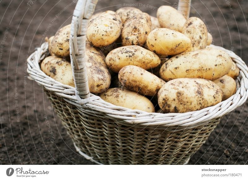 Potatoes harvest harvesting Basket Old Vegetable Staple Food Agriculture Dirty nobody