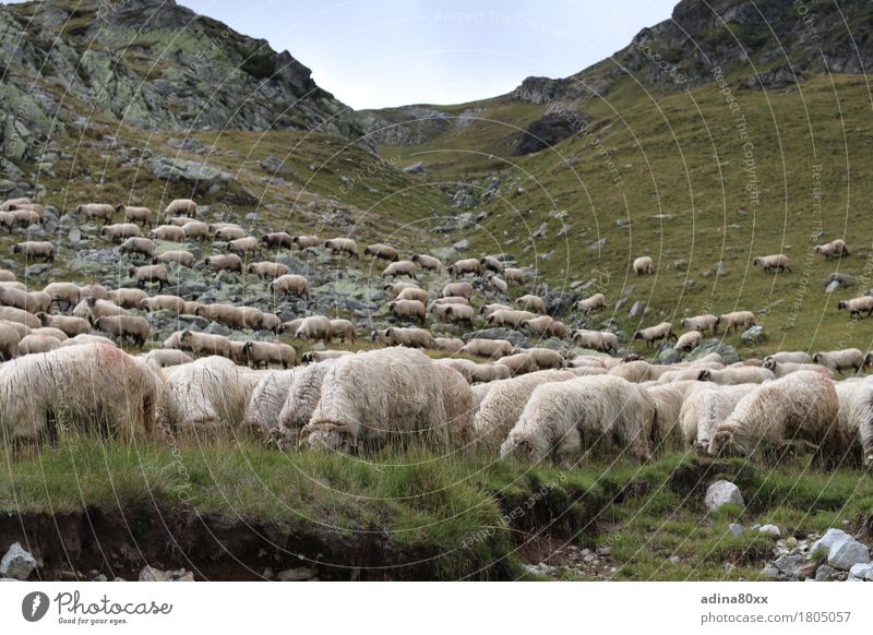 Flock of sheep in the Carpathians Agriculture Forestry Nature Landscape Animal Summer Hill Mountain Sheep Herd Relaxation To feed Feeding Contentment Serene