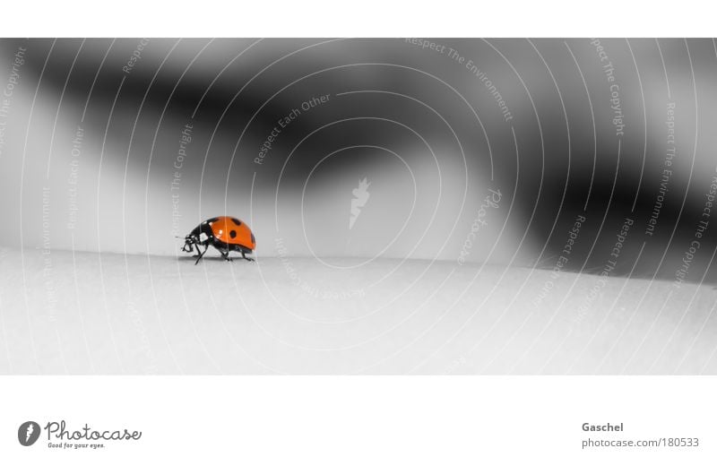 I'll see you. Infancy Skin 1 Human being Summer Beetle Animal Observe Gray Red Curiosity Accuracy Perspective Ladybird Day Exterior shot Detail Light Sunlight