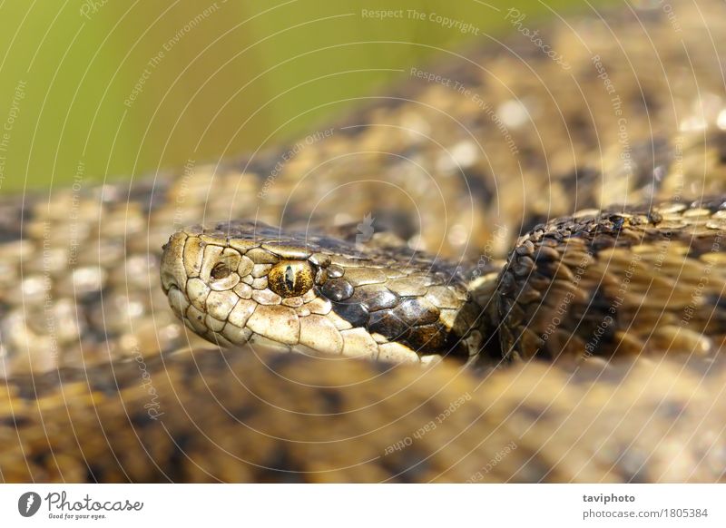 portrait of rarest european snake Woman Adults Nature Animal Meadow Snake Small Wild Brown Fear Dangerous Colour ursinii rakosiensis vipera Viper adder head
