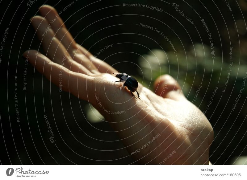 summiteers Colour photo Exterior shot Detail Day Sunlight Shallow depth of field Central perspective Human being Hand Fingers Crawl Beetle Climbing Environment