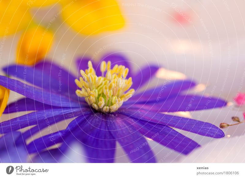 violet anemone in close-up with yellow dots in the light background Blossom Flower Anemone Wellness Harmonious Well-being Relaxation Calm Spa Swimming & Bathing