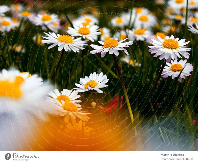 daisy Colour photo Blur Beautiful Relaxation Summer Nature Plant Spring Flower Grass Blossom Meadow Lie Dark Happiness Yellow Grief Transience Wreath Daisy