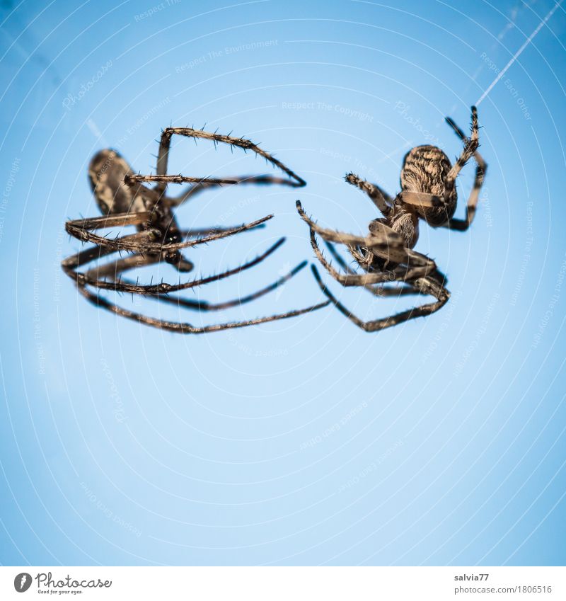 open air Nature Animal Air Sky Cloudless sky Beautiful weather Wild animal Spider 2 Pair of animals Hang Crawl Threat Disgust Blue Black Discordant Animosity