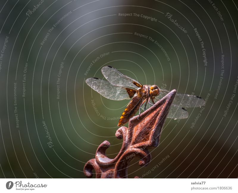 Orientation | Top view is always good Environment Nature Animal Summer Garden Wild animal Dragonfly Dragonfly wings Insect Articulate animals 1 Wait Speed Brown