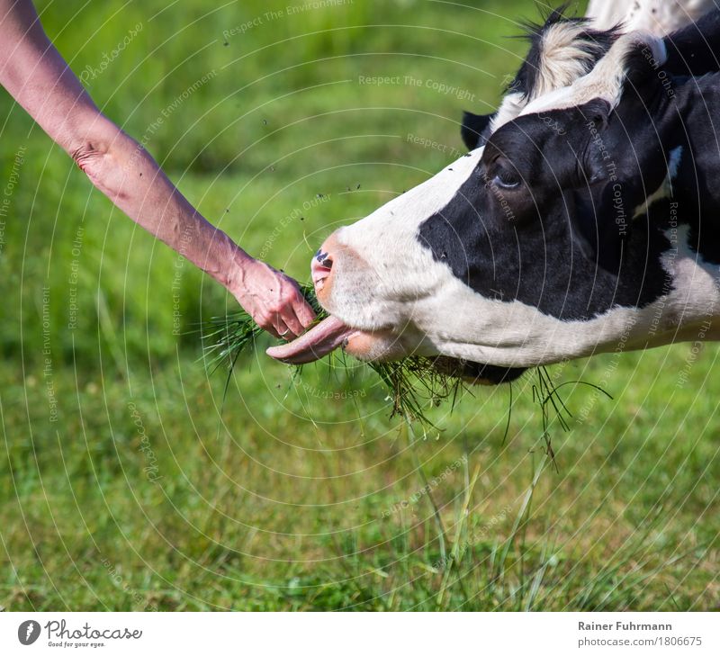 A dairy cow eats out of her hand Meadow Animal Pet Farm animal Cow "Milk cow Beef" 1 To feed Healthy Juicy Clean Green Love of animals "tame as a fiddle Hand