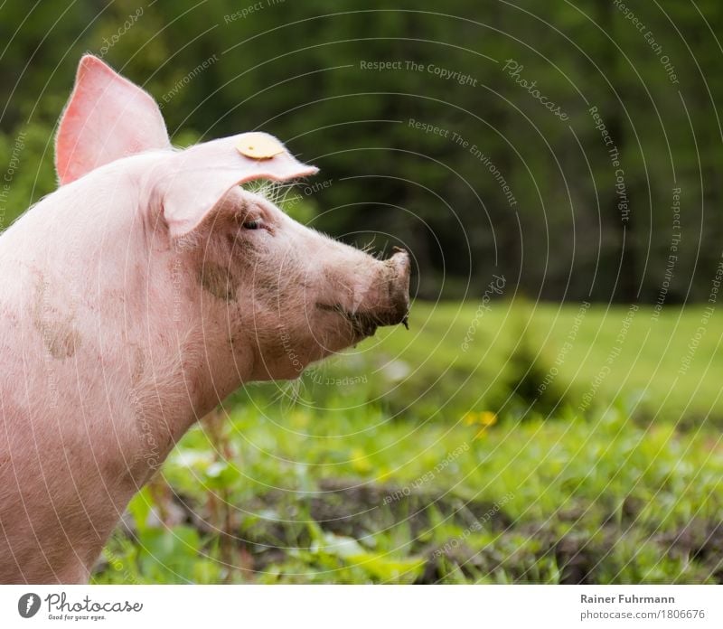 A pig in a green meadow Meat Nature Plant Animal Meadow Pet Farm animal "Pig Domestic pig" 1 To feed Looking Brash Healthy Pink Love of animals