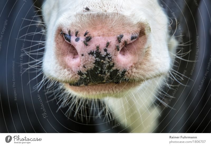 a swarm of flies and a cow Nature Animal Pet Farm animal Cow Flying Disgust "annoying Flock Nose Nostrils email Cattle Livestock Vermin." Colour photo