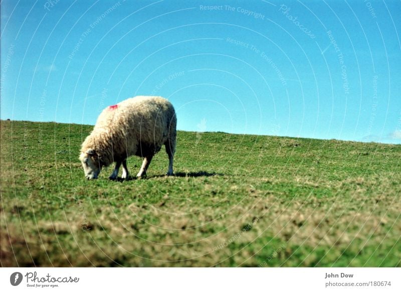 Shaun the Sheep Exterior shot Deserted Animal portrait Nutrition Landscape Sky Cloudless sky Beautiful weather Grass Meadow Pelt 1 To feed Infinity Cuddly