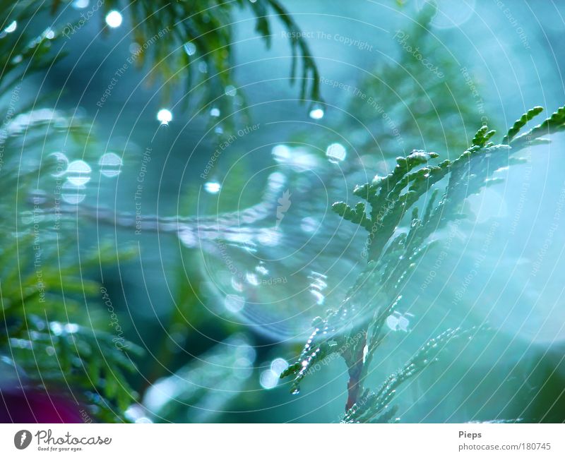 summer rain dream Colour photo Exterior shot Day Nature Plant Drops of water Summer Weather Rain Tree Bushes Exceptional Glittering Wet Green Bizarre Transience