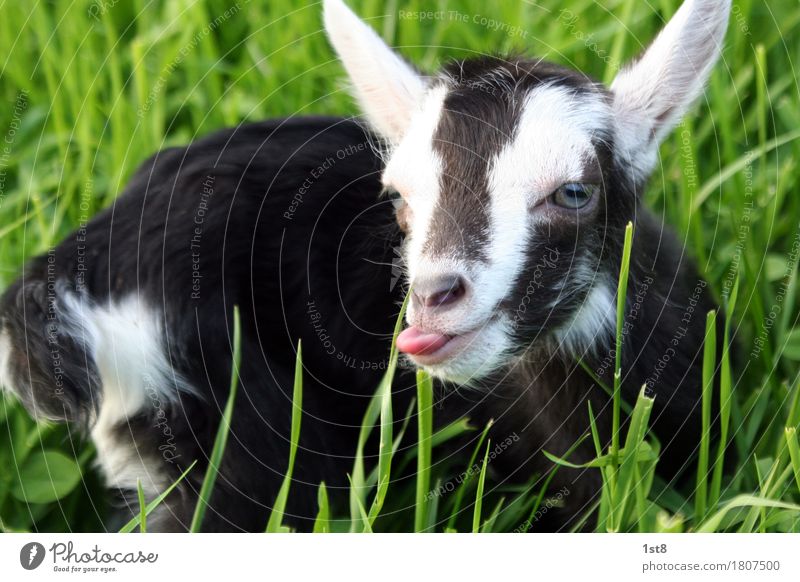 dainty goat shows tongue. Vacation & Travel Tourism Trip Flirt Easter Eyes Ear Environment Nature Spring Summer Grass Meadow Animal Pet Farm animal Pelt 1