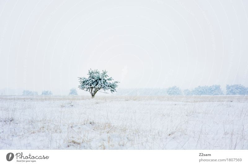 all alone Winter Nature Landscape Bad weather Snow Tree Heathland Dark Simple Fresh Cold Sustainability Natural Gloomy Blue Gray White Sadness Loneliness Idyll