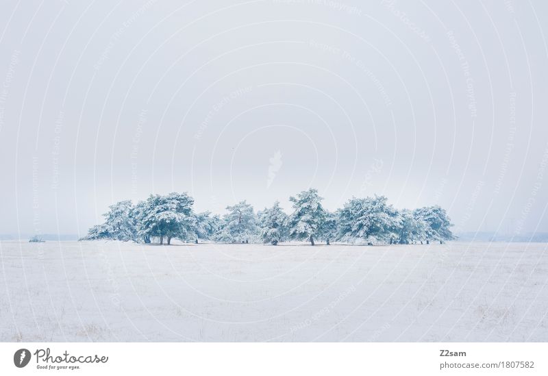 group snuggling Winter Environment Nature Landscape Bad weather Ice Frost Snow Tree Heathland Simple Cold Sustainability Natural Gloomy Gray White Loneliness