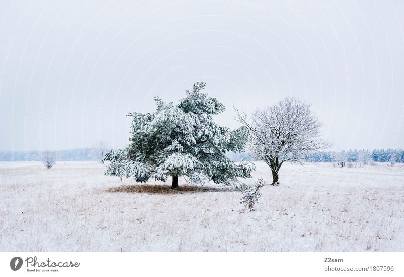 twosome Winter Environment Nature Landscape Bad weather Ice Frost Snow Tree Heathland Simple Together Cold Sustainability Natural Gloomy Gray White Mysterious