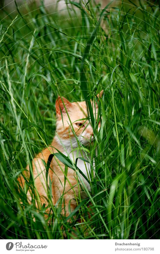 cat grass Colour photo Exterior shot Detail Deserted Copy Space top Copy Space middle Neutral Background Morning Day Sunlight Sunbeam Shallow depth of field
