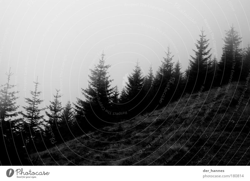 fir trees Black & white photo Exterior shot Deserted Copy Space left Copy Space top Neutral Background Day Light Shadow Contrast Silhouette Deep depth of field