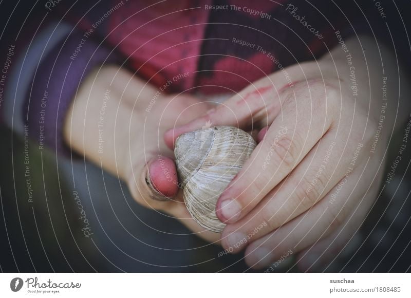 children's hands I Child Hand Fingers Dirty adventurous Discover Touch look Attempt Experience To hold on Snail Snail shell at home Inhabited Infancy