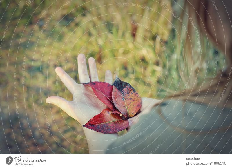 children's hands V Hand Fingers Child Hair and hairstyles Girl Exterior shot Summer Meadow Autumn Leaf Nature Looking Discover To hold on Infancy Natural