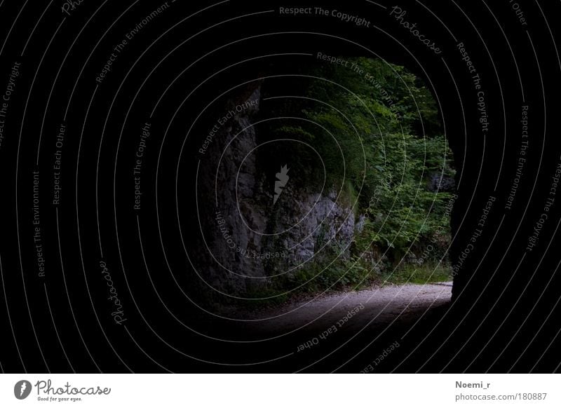 tunnel vision Colour photo Exterior shot Deserted Day Light Sunlight Nature Tree Forest Mountain Switzerland Street Tunnel Gray Green Black Moody Calm Truth