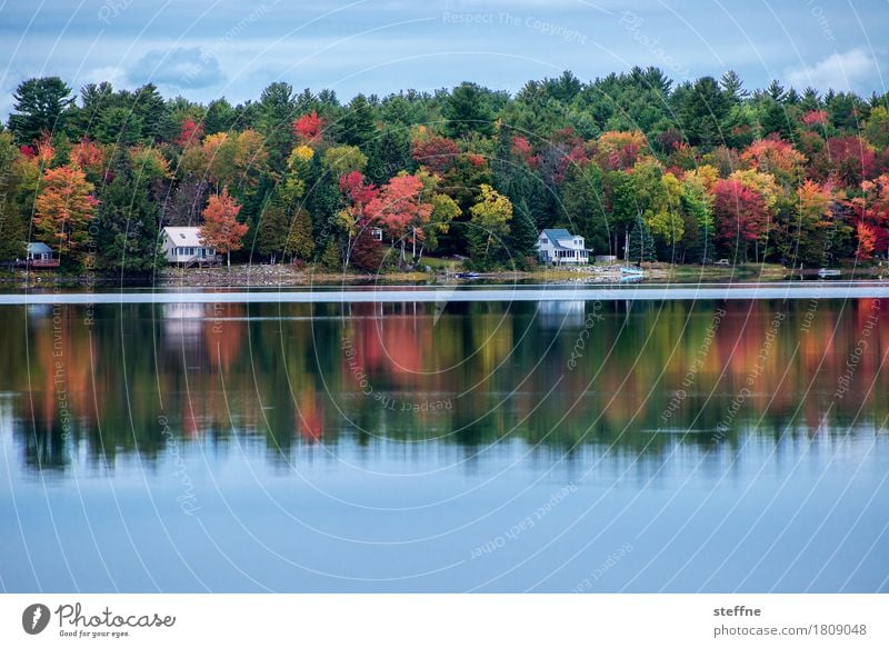 Paradisiac Nature Landscape Autumn Forest Lakeside Esthetic Indian Summer New England Maine USA Reflection Idyll Colour photo Multicoloured Exterior shot