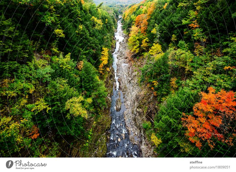 Nature I Landscape Tree Canyon Esthetic Exceptional Forest New England Colouring Indian Summer Autumn Colour photo Multicoloured Exterior shot